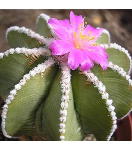 Amazon.co.jp: 【種子】Copiapoa Maritima◇コピアポア・マリテマ