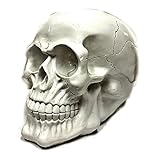スケルトンヘッドスカルFiguresホワイトスカルKidファンタジーStatue Sculptures