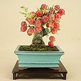 いよじ園 姫リンゴ（小品盆栽） 【雑木盆栽 実物盆栽】