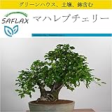 SAFLAX - 鉢植えセット - マハレブチェリー - 30 個の種。- ミニプラスチックグリーンハウス、鉢植え用土壌、鉢×2個を含みます - Prunus mahaleb