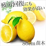 レモン 苗木 苗 果樹 果樹苗 れもん 檸檬 1年生
