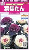 サカタのタネ 実咲花5898 葉ぼたん 傘混合 00905898