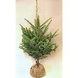 モミの木 本物のクリスマスツリー【樅の木180センチ】