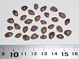 【松の種】マケドニアマツ＜マケドニア松＞ 種子30粒 Balkan pine 30 seeds
