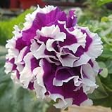 ホット販売20異なるハンギングペチュニアの種ブレンドカラーの花の種子植物の種子ガーデンペチュニア100個