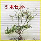8月商品写真更新!庭木:アベリア(あべりあ)5本セット* H:30-40cm