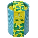 聖新陶芸 プランツカン ミント