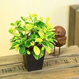 観葉植物:ペペロミア グラベラ エコポット*ぺぺろみあ