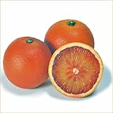 柑橘類の苗木 ブラッドオレンジ(タロッコオレンジ)