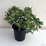 金のなる木5号鉢植え[大人気！縁起の良い花月・カゲツ]