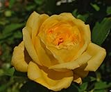 バラ苗 ローズヨコハマ 国産新苗4号ポリ鉢 ハイブリッドティー(HT) 四季咲き大輪 黄色系