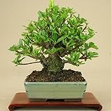 いよじ園 クチナシ -小葉性- 小品盆栽 （いよじ園）