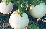 種子白ナスグローバス有機栽培されたロシアの家宝NON-GMO