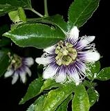 新レアRARE EXOTIC PASSION花の種子食用果実パッションフルーツ新鮮なパッション種子ホット `20個