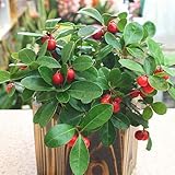 赤い実の付いた チェッカーベリー 鉢植え ウッドボックス付き　冬の鉢植え