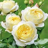 バラ苗 ヴァネッサ・ベル (ER イングリッシュローズ) 大苗 6号ポット