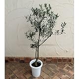 オリーブ：シプレッシノ7号鉢植え*[樹形がきれいにまとまりガーデニング向き 大株]