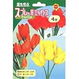秋植え球根 チューリップ スプレー咲ミックス (239562)