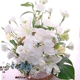 *悲しみの白い花 アレンジ 蘭 お彼岸の花 お盆の花 一周忌 三回忌の花 弔事 四十九日 一周忌 法事 法要 仏事の花