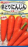 【種子】早どりにんじん紅輝 野菜 トーホクのタネ