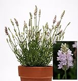 宿根草 ハーブ イングリッシュラベンダー エレガンス ピンク １株