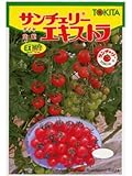 サンチェリーエキストラ　　トキタ種苗のミニトマト種です