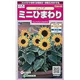 [サカタ　花タネ]ひまわり：ミニひまわり　ジュニア（矮性種） の種　3袋セット