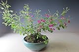 二期咲き屋久島萩（ヤクシマハギ）の鉢植え盆栽　開花の盛りは終わっております。（10/3）