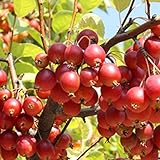 リンゴ 姫リンゴ【アルプス乙女】 3年生 接木 ポット苗 林檎 苗 果樹 果樹苗