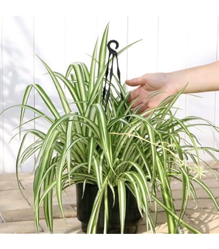 Amazon｜オリヅルラン 折鶴蘭 5号吊り鉢 鉢植え オリズルラン 吊り下げ