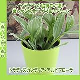 【観葉植物】斑入りが美しい！トラディスカンチア・3号苗【寄せ植えに】【吊り鉢に】 (アルビフローラ（白・緑）)