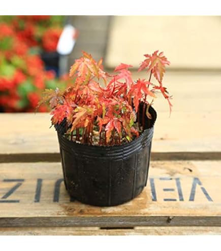 Amazon.co.jp: 遊恵盆栽 苗：出猩々もみじ *（曲） デショウジョウ