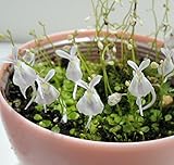 ウサギゴケ(ウトリクラリア) 2株セット