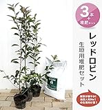 レッドロビン “スカーレットパール”長さ1ｍ分の生垣セット【レッドロビン苗×3本と花ひろば堆肥『極み』×2袋】 庭木 低木