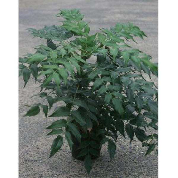 還元祭 送料無料 庭木 柊南天 ヒイラギナンテン 10本セット キナル別注