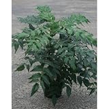 ヒイラギナンテン (柊南天) 5号ポット