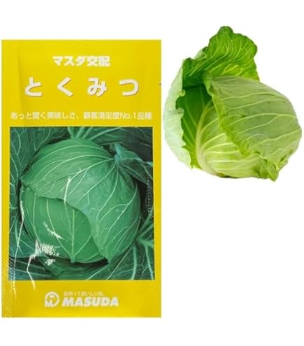 MASUDA とくみつ キャベツの種 3000粒 MASUDA とくみつ キャベツの種 3000粒 楽天市場】増田採種場