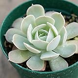 ルンヨニー 7.5cmポット エケベリア Echeveria Runyonii 福岡県産 多肉植物 多肉 観葉植物 インテリアグリーン 寄せ植えに