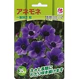 アネモネ 一重咲き 紫 35 ml