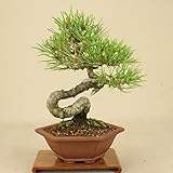 いよじ園　赤松 小品盆栽 【松柏盆栽】