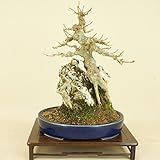 楓 / カエデ 小葉性 石付（貴風盆栽） 【雑木盆栽】いよじ園