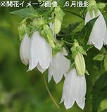 山野草:山ホタルブクロ 9cmポット苗