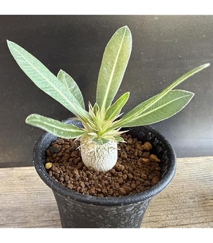 Amazon｜塊根植物 パキポディウム 恵比寿大黒 エブレネウム大株｜観葉