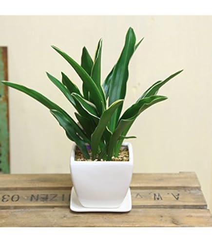 Amazon.co.jp: 縁起草【万年青「オモト」5号鉢 1個】 邪気を祓う 縁起