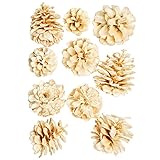 大地農園 ドライフラワー 松カサ大小アソート  DO024200-015