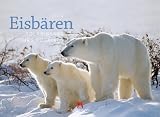 Eisbaeren 2014