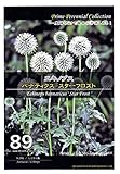 エキノプス　バナティクス　スターフロスト　Prime Perennial Collection　花　約４粒