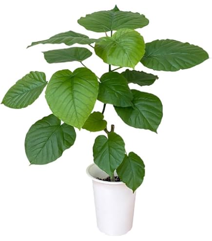 Amazon｜フィカス ウンベラータ 気根 140cm 10号 観葉植物｜観葉植物