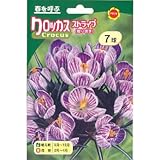 秋植え球根 クロッカス ストライプ (絞り咲き) (543973)