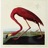 Rikki Knight Audubon American Flamingo Plat 431 Design Art Ceramic Tile 4 by 4-Inch [並行輸入品]